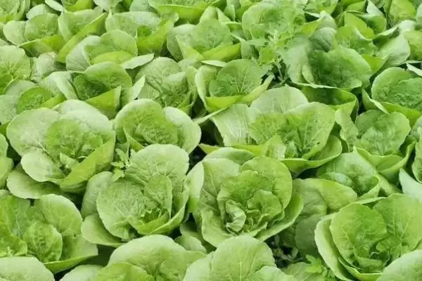 夏日蔬菜种植优选：豇豆、南瓜、丝瓜的清凉栽培法插图9