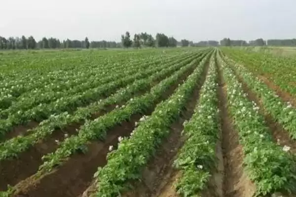 图片[2]-马铃薯种植怎么进行施肥 ,马铃薯种植基肥如何施-会东网