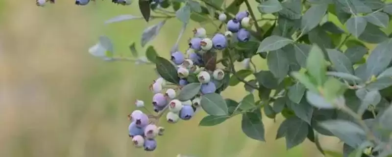 兔眼蓝莓品种介绍？认识兔眼蓝莓品种要了解哪些关键的品种特性和种植要点？-会东网