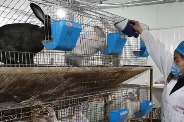 养殖兔子的方法和重点?养殖兔子要做好哪些细节?插图3 养殖兔子的方法和重点?养殖兔子要做好哪些细节?插图3