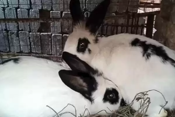 兔子脚皮炎的症状?认识兔子脚皮炎症状要了解哪些关键的病症表现和特征?插图1 兔子脚皮炎的症状?认识兔子脚皮炎症状要了解哪些关键的病症表现和特征?插图1