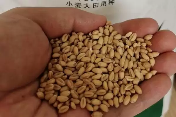 小麦播种量的要点和影响因素?确定小麦播种量需关注哪些关键因素?插图2 小麦播种量的要点和影响因素?确定小麦播种量需关注哪些关键因素?插图2
