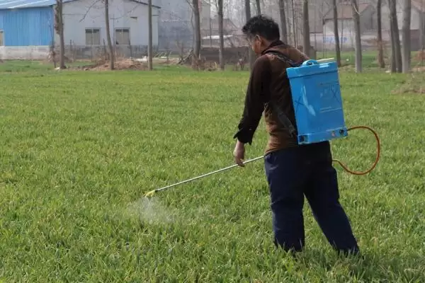 小麦发黄干尖的原因和要点？分析小麦发黄干尖原因需关注哪些方面？插图2