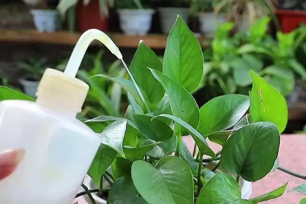 绿萝的浇水间隔一般是多久 ,绿萝通常隔几天浇一次水插图1 绿萝的浇水间隔一般是多久 ,绿萝通常隔几天浇一次水插图1