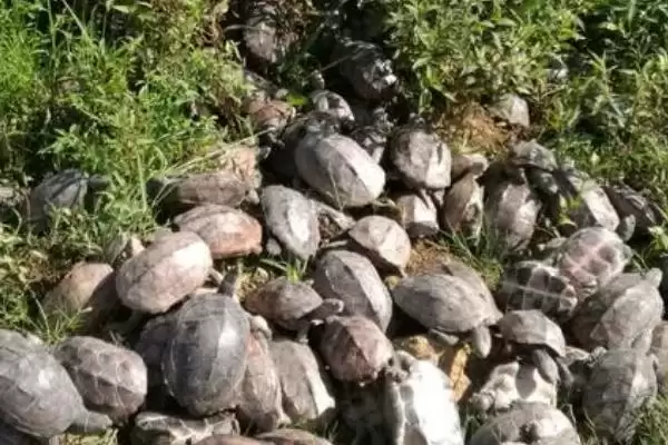 乌龟水霉病防治方法的要点和措施？防治乌龟水霉病需注意什么？插图1