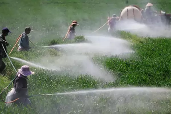 小麦选种的技巧和要点？小麦选种需掌握哪些关键方法？插图7