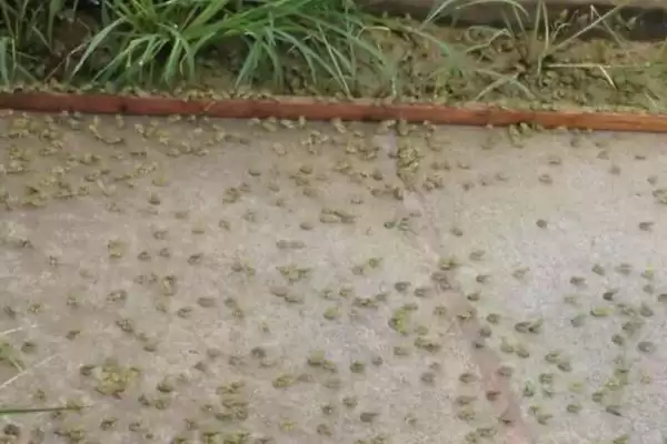 石蛙苗的价格及养殖技术?了解石蛙苗价格和养殖技术要注意什么?插图9 石蛙苗的价格及养殖技术?了解石蛙苗价格和养殖技术要注意什么?插图9