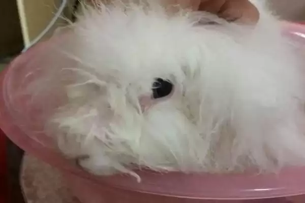 兔子身上的屎怎么清理?清理兔子身上粪便要掌握哪些正确的清洁方法和要点?插图2 兔子身上的屎怎么清理?清理兔子身上粪便要掌握哪些正确的清洁方法和要点?插图2