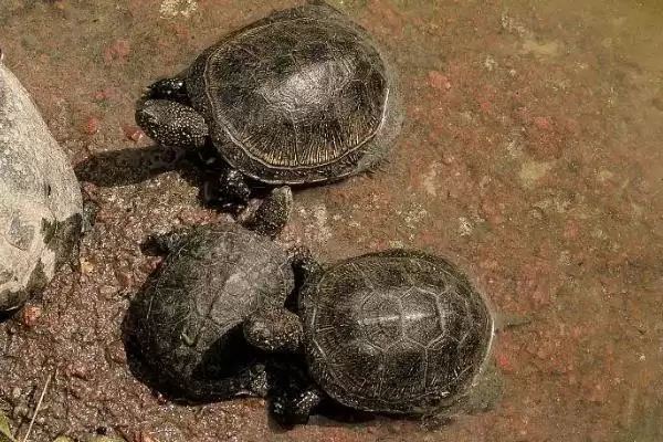 乌龟无水生存状况的要点和分析?分析乌龟无水生存需注意什么?插图2 乌龟无水生存状况的要点和分析?分析乌龟无水生存需注意什么?插图2