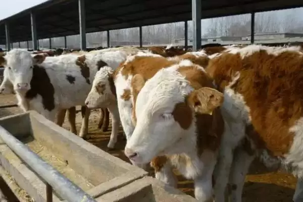 最佳犊牛肺炎治疗方法的要点和依据？治疗犊牛肺炎需注意什么？插图3