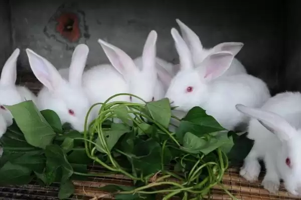 种兔挑选避坑指南：为何第一胎生下的仔兔不宜选？插图1