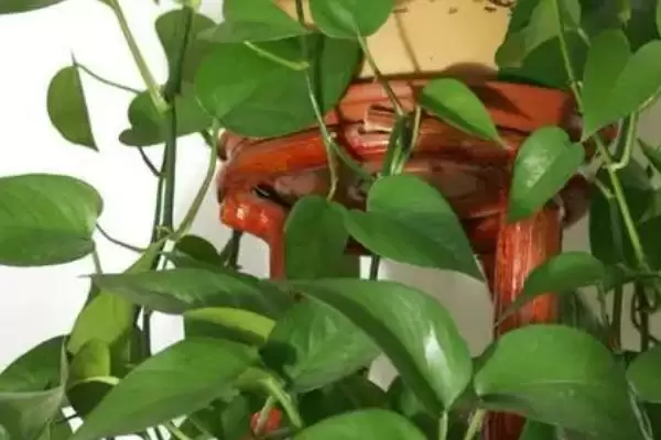 绿萝叶黄了怎么处理 ,绿萝叶黄不同原因如何解决插图2 绿萝叶黄了怎么处理 ,绿萝叶黄不同原因如何解决插图2