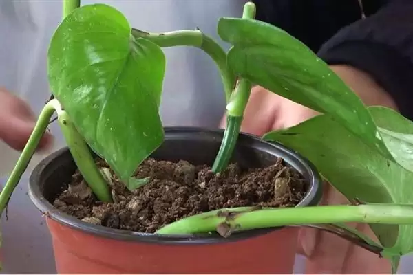 什么是绿萝?认识绿萝要了解哪些关键的植物形态和养护要点?插图2 什么是绿萝?认识绿萝要了解哪些关键的植物形态和养护要点?插图2