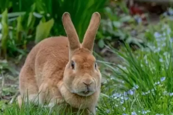 兔子密螺旋体病病因?探究兔子密螺旋体病病因要了解哪些疾病传播和感染要点?插图2 兔子密螺旋体病病因?探究兔子密螺旋体病病因要了解哪些疾病传播和感染要点?插图2