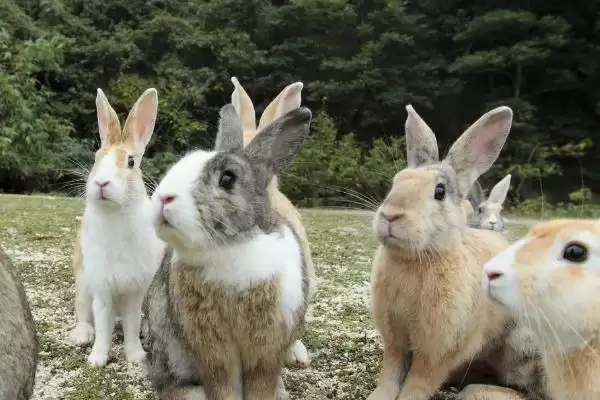 思麻兔的养殖前景?分析思麻兔养殖前景要考虑哪些市场和产业因素?插图2 思麻兔的养殖前景?分析思麻兔养殖前景要考虑哪些市场和产业因素?插图2