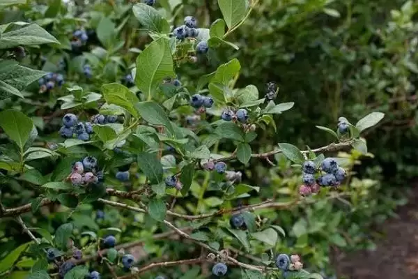 蓝莓中的佼佼者:杜克蓝莓、美登蓝莓又甜又大又早熟插图7 蓝莓中的佼佼者:杜克蓝莓、美登蓝莓又甜又大又早熟插图7