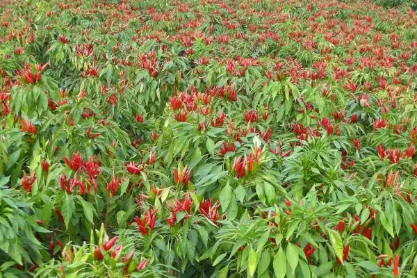 秋冬茬辣椒低产原因剖析:根系、肥水、光照不良等因素插图1 秋冬茬辣椒低产原因剖析:根系、肥水、光照不良等因素插图1