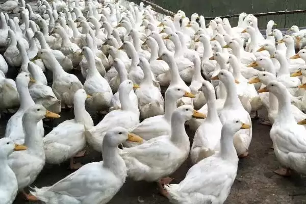 特种养殖简介?认识特种养殖要了解哪些关键的养殖范畴和发展要点?插图3 特种养殖简介?认识特种养殖要了解哪些关键的养殖范畴和发展要点?插图3