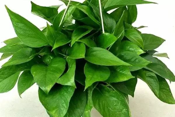 绿萝吊兰有什么作用 ,绿萝吊兰有哪些实用功能插图4 绿萝吊兰有什么作用 ,绿萝吊兰有哪些实用功能插图4