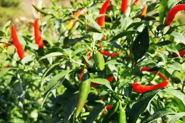 小米椒种植的方法和要点？种植小米椒要掌握哪些关键技术步骤？插图1