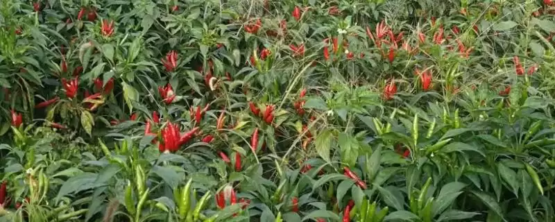 种植朝天椒的施肥方法和重点？种植朝天椒施肥需注意什么？-会东网