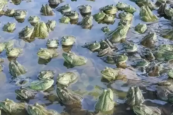 牛蛙的前世今生:原产于北美洲的两栖明星插图1 牛蛙的前世今生:原产于北美洲的两栖明星插图1