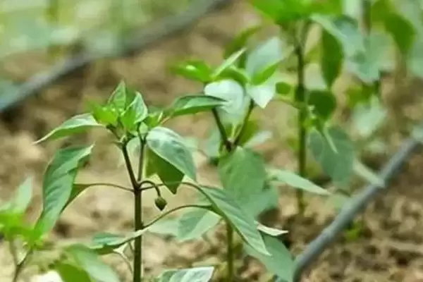 线椒种植的方法和要点？种植线椒要掌握哪些关键技术步骤？插图4