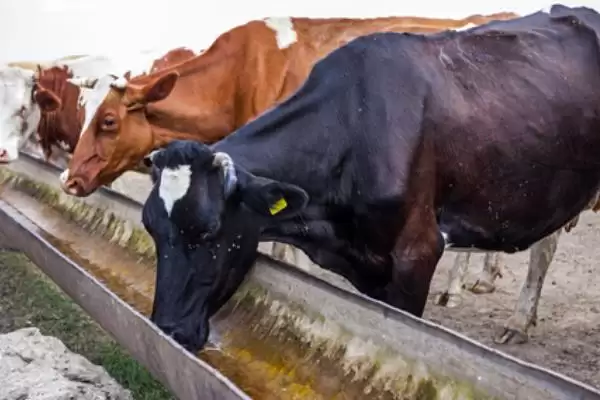 建造简易牛棚的方法 ,怎样建造简易的牛棚呢插图3 建造简易牛棚的方法 ,怎样建造简易的牛棚呢插图3