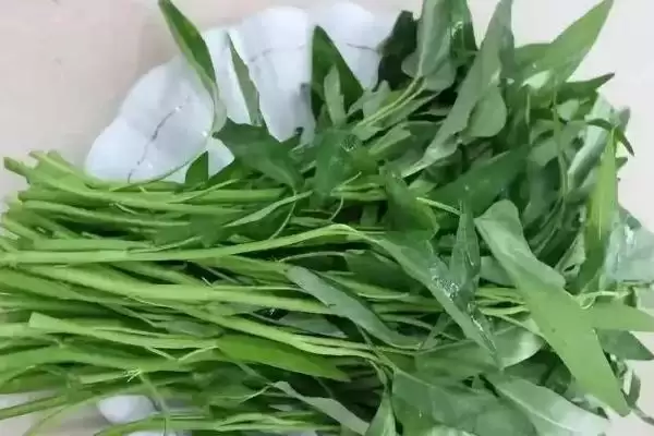 六月蔬菜种植宝典：黄瓜、辣椒、豇豆的高产秘籍插图9