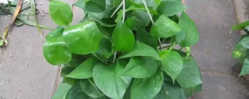 绿萝叶黄了怎么处理 ,绿萝叶黄不同原因如何解决-会东网