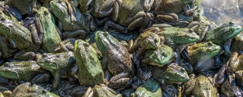 牛蛙与癞蛤蟆的区别大揭秘:不是同一物种的真相插图 牛蛙与癞蛤蟆的区别大揭秘:不是同一物种的真相插图