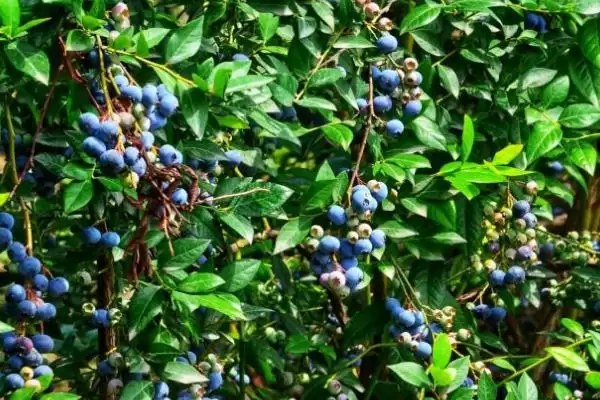 蓝莓的生长位置 ,蓝莓是长在植株的哪个部位呢?插图2 蓝莓的生长位置 ,蓝莓是长在植株的哪个部位呢?插图2