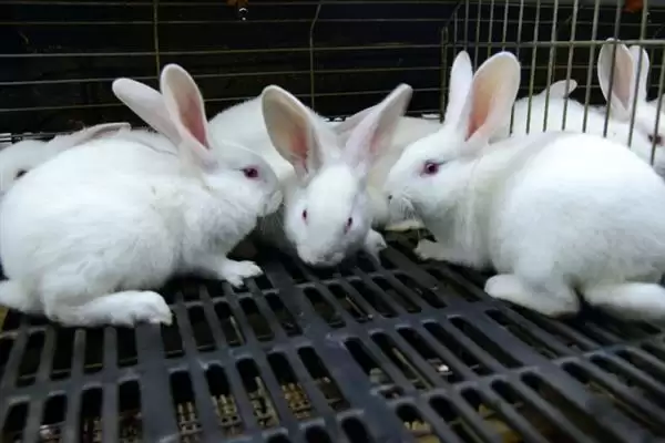 了解养兔所需条件的方法和重点?了解养兔所需条件要做好哪些细节?插图11 了解养兔所需条件的方法和重点?了解养兔所需条件要做好哪些细节?插图11