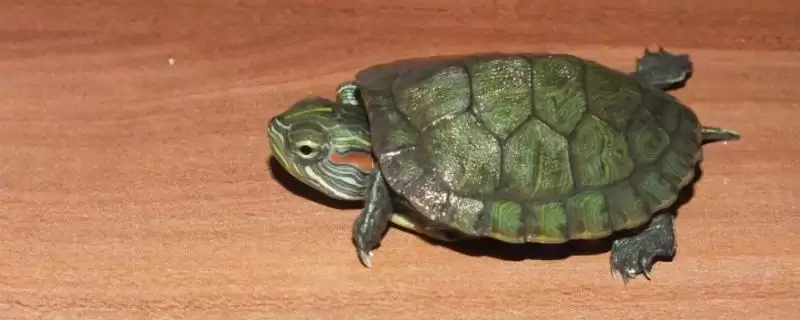 乌龟冬眠时皮肤变红的原因？探究乌龟冬眠皮肤变红原因要考虑哪些健康和环境因素？-会东网