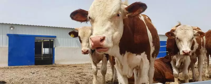 建造简易牛棚的方法 ,怎样建造简易的牛棚呢插图 建造简易牛棚的方法 ,怎样建造简易的牛棚呢插图