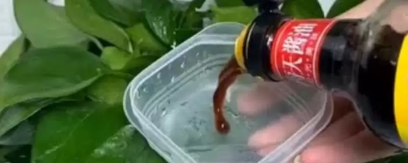 绿萝放酱油会长得快吗 ,酱油含钙对绿萝生长有何影响-会东网