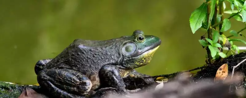 牛蛙越冬的注意事项：冬眠前增膘的关键准备-会东网