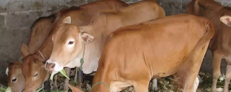 买牛常见的骗局有哪些 ,买牛需警惕哪 4 种常见骗局-会东网