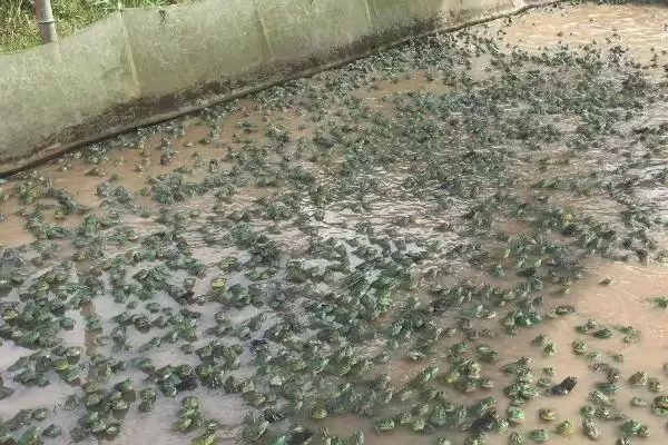 牛蛙越冬的注意事项:冬眠前增膘的关键准备插图3 牛蛙越冬的注意事项:冬眠前增膘的关键准备插图3