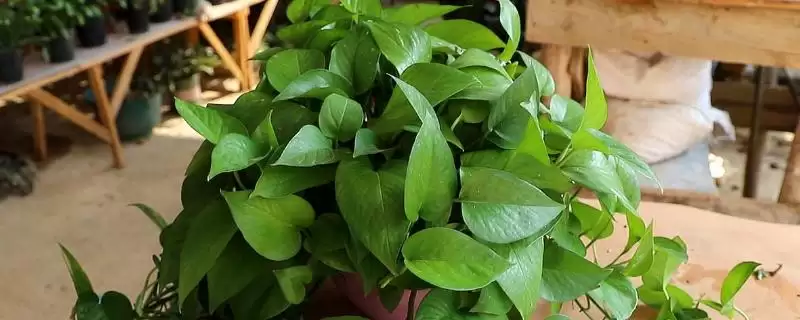 养绿萝的方法和重点？养绿萝要做好哪些细节？-会东网