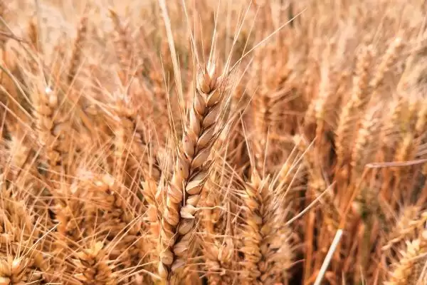 小麦成熟季节的要点和判断?判断小麦成熟季节需注意什么?插图2 小麦成熟季节的要点和判断?判断小麦成熟季节需注意什么?插图2