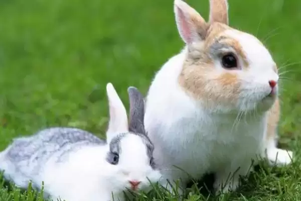 兔子密螺旋体病病因?探究兔子密螺旋体病病因要了解哪些疾病传播和感染要点?插图3 兔子密螺旋体病病因?探究兔子密螺旋体病病因要了解哪些疾病传播和感染要点?插图3