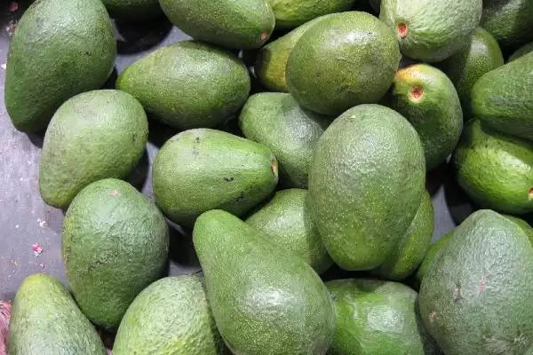 兔子可以吃榴莲吗？判断兔子能否吃榴莲要考虑哪些兔子饮食习性和健康因素？插图2