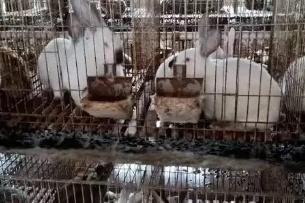 养殖兔子的方法和重点?养殖兔子要做好哪些细节?插图7 养殖兔子的方法和重点?养殖兔子要做好哪些细节?插图7