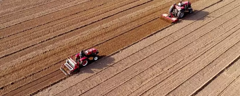 小麦一亩用种量的要点和判断?确定小麦一亩用种量需注意什么?-会东网