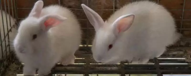 室内养兔子怎么做到不臭?在室内养兔子避免异味要采取哪些有效措施?-会东网
