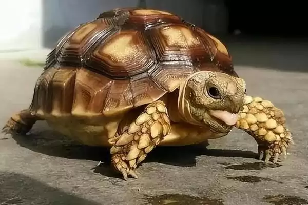 乌龟冬眠时皮肤变红的原因?探究乌龟冬眠皮肤变红原因要考虑哪些健康和环境因素?插图3 乌龟冬眠时皮肤变红的原因?探究乌龟冬眠皮肤变红原因要考虑哪些健康和环境因素?插图3