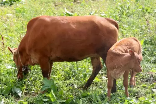 确定养牛犊子起始年龄的方法和重点?确定养牛犊子起始年龄要做好哪些细节?插图2 确定养牛犊子起始年龄的方法和重点?确定养牛犊子起始年龄要做好哪些细节?插图2