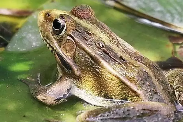 青蛙的脚指头奥秘:十八个指头的生理结构作用插图3 青蛙的脚指头奥秘:十八个指头的生理结构作用插图3