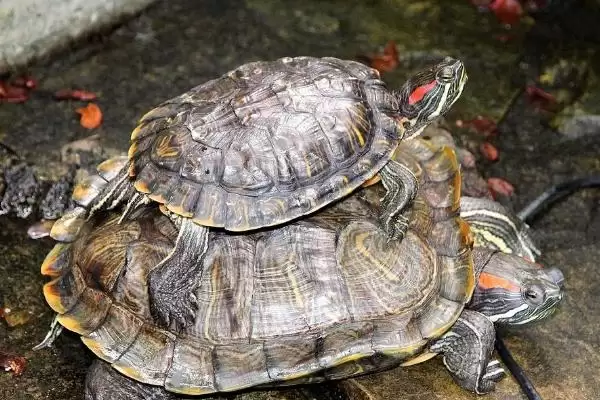 乌龟死亡表现的种类和要点？判断乌龟死亡需关注哪些关键信息？插图3